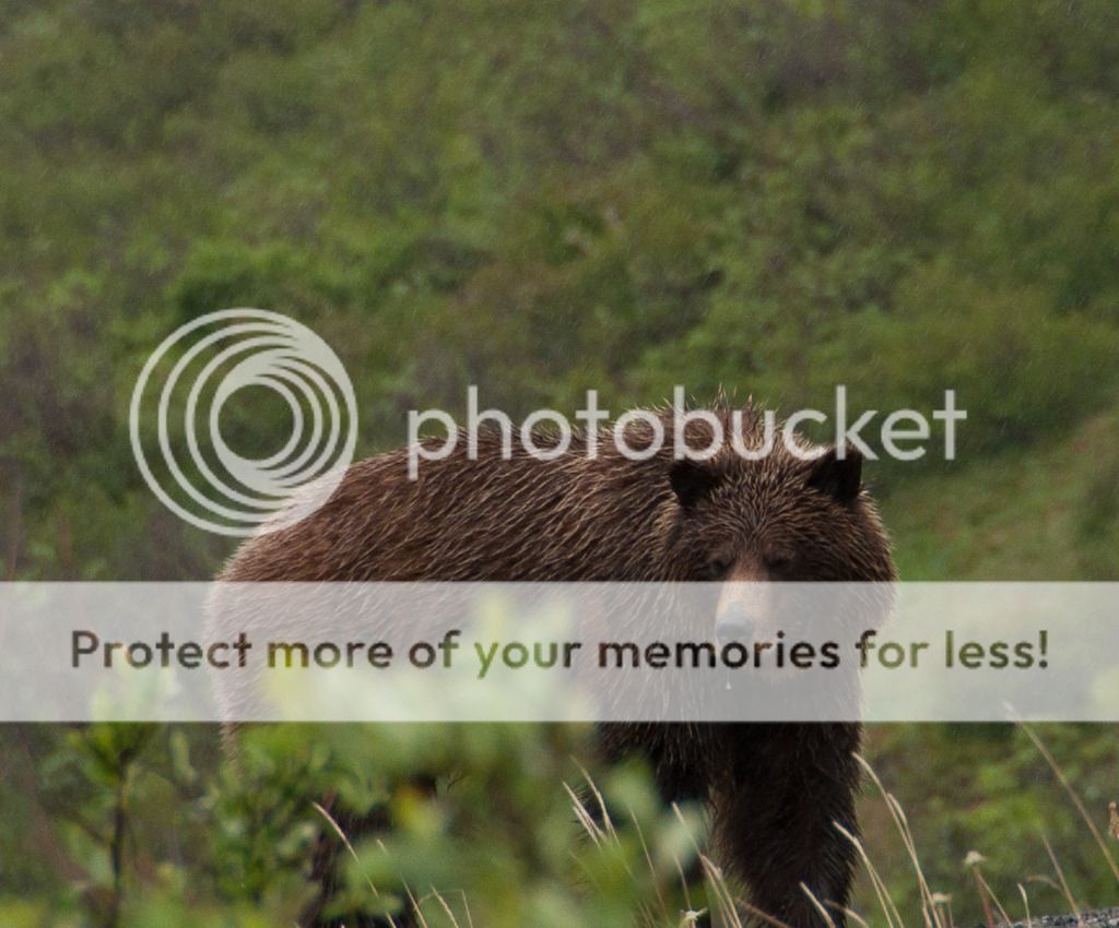 g%20bear6_zpssy351i2c.jpg