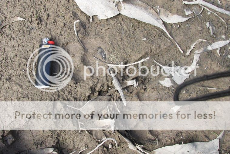 IMG_5814puma.jpg~original