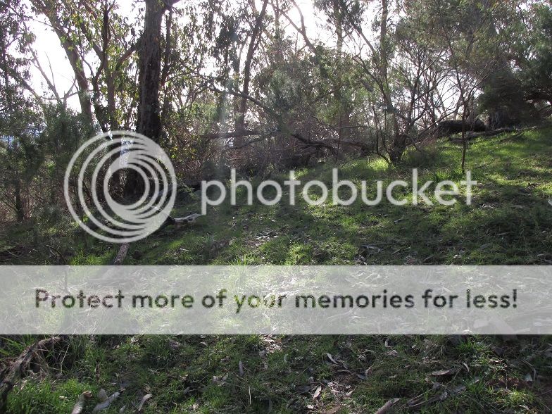 IMG_1194deadhead.jpg~original