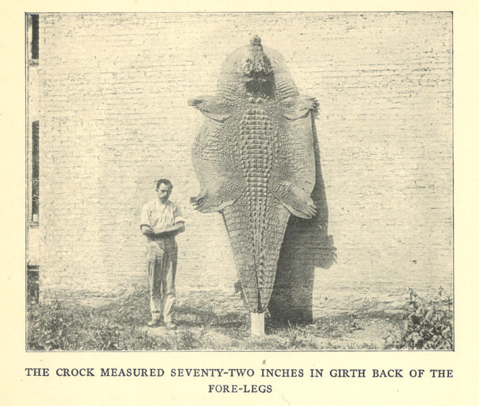 crocodile-e1661356525581.jpg