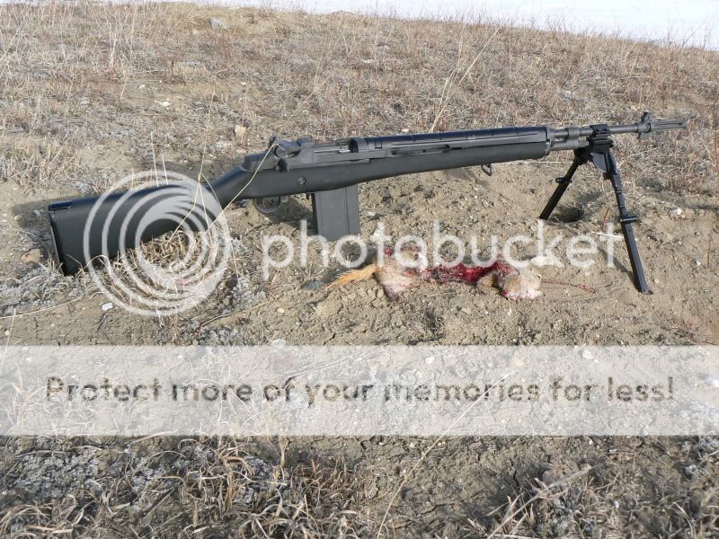 M14vsgopher001.jpg