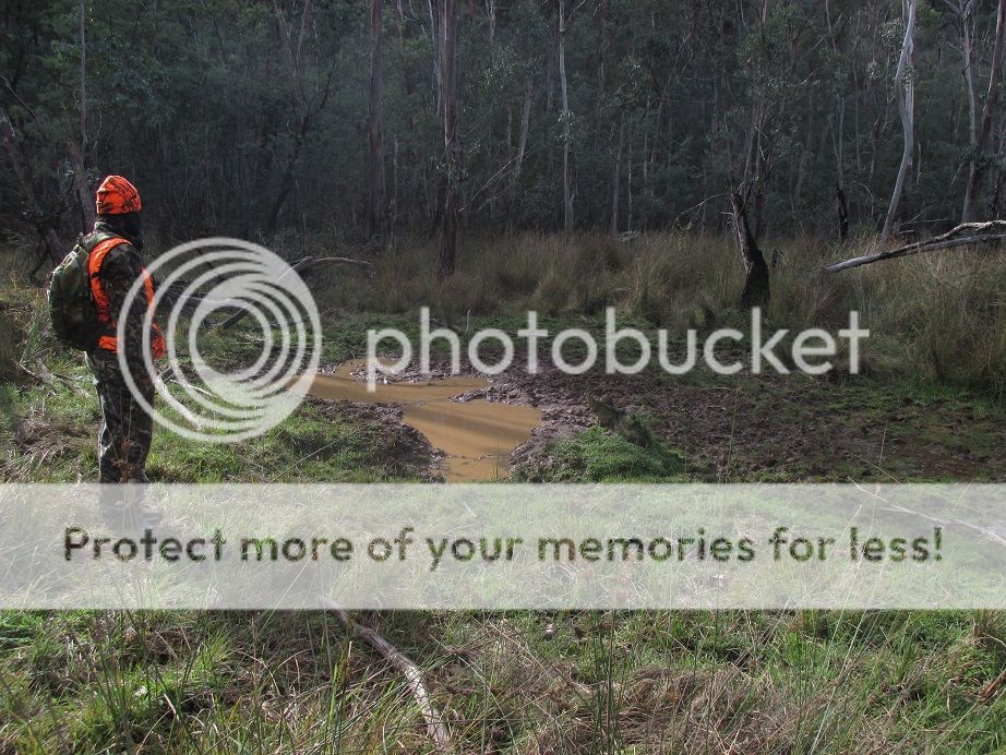 IMG_0959melwallow.jpg~original