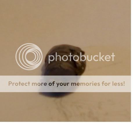 4570_Bullet_Test_3.jpg