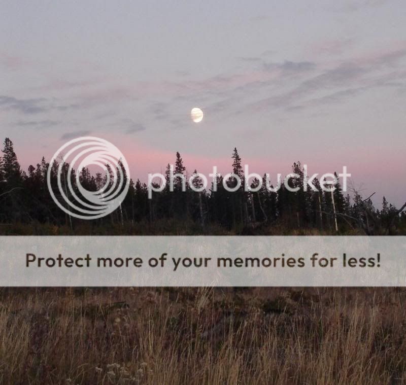 meadow-evening.jpg