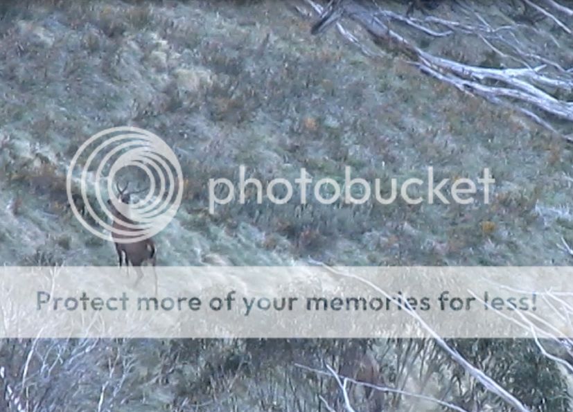 stagclip2.jpg~original