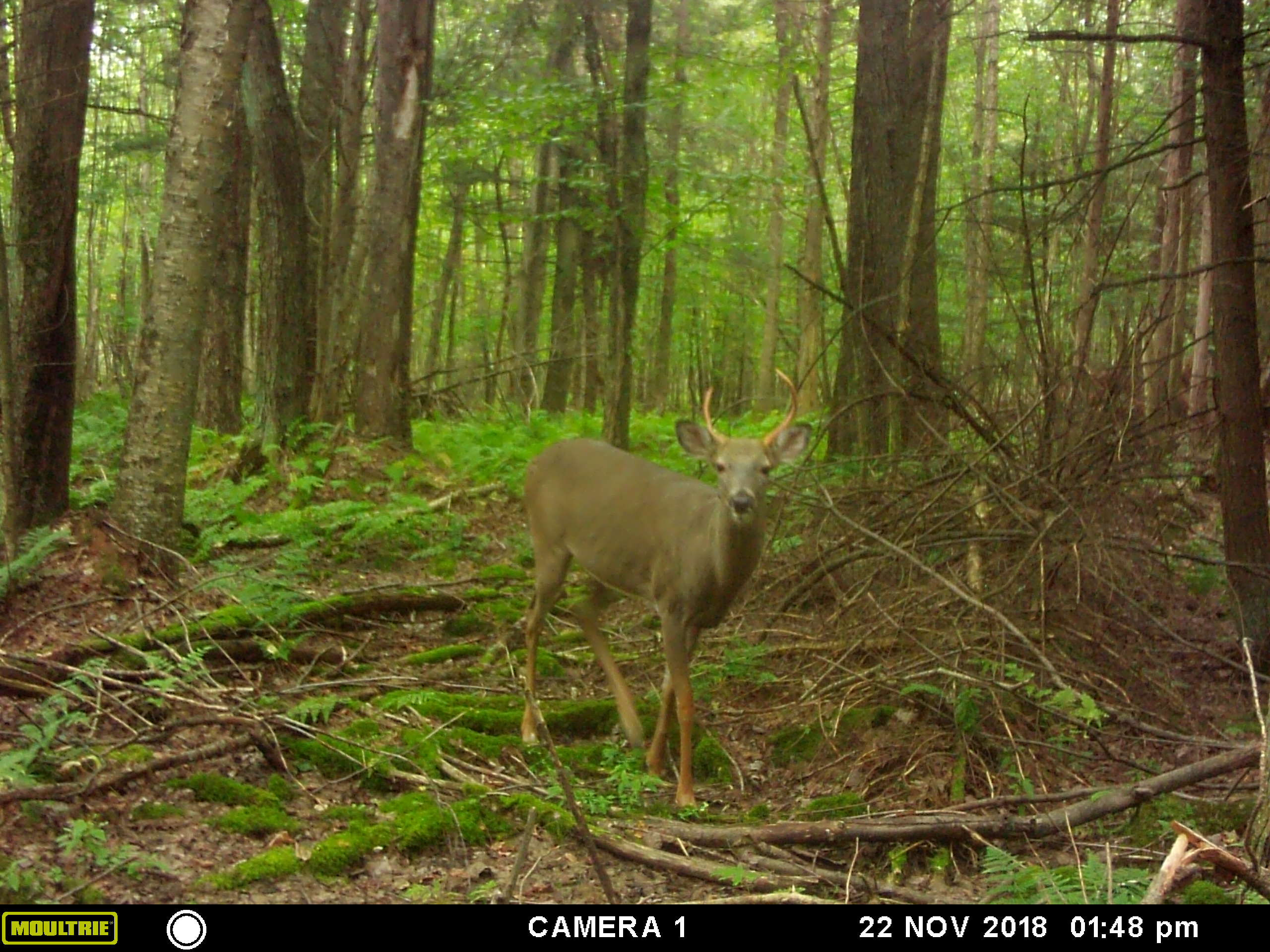 MOULTRIE-DIGITAL-GAME-CAMERA.jpg