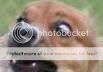 do-not-want-dog3.jpg