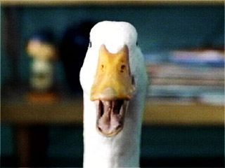 aflac-duck_320.jpg