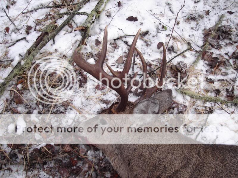 whitetail20086.jpg