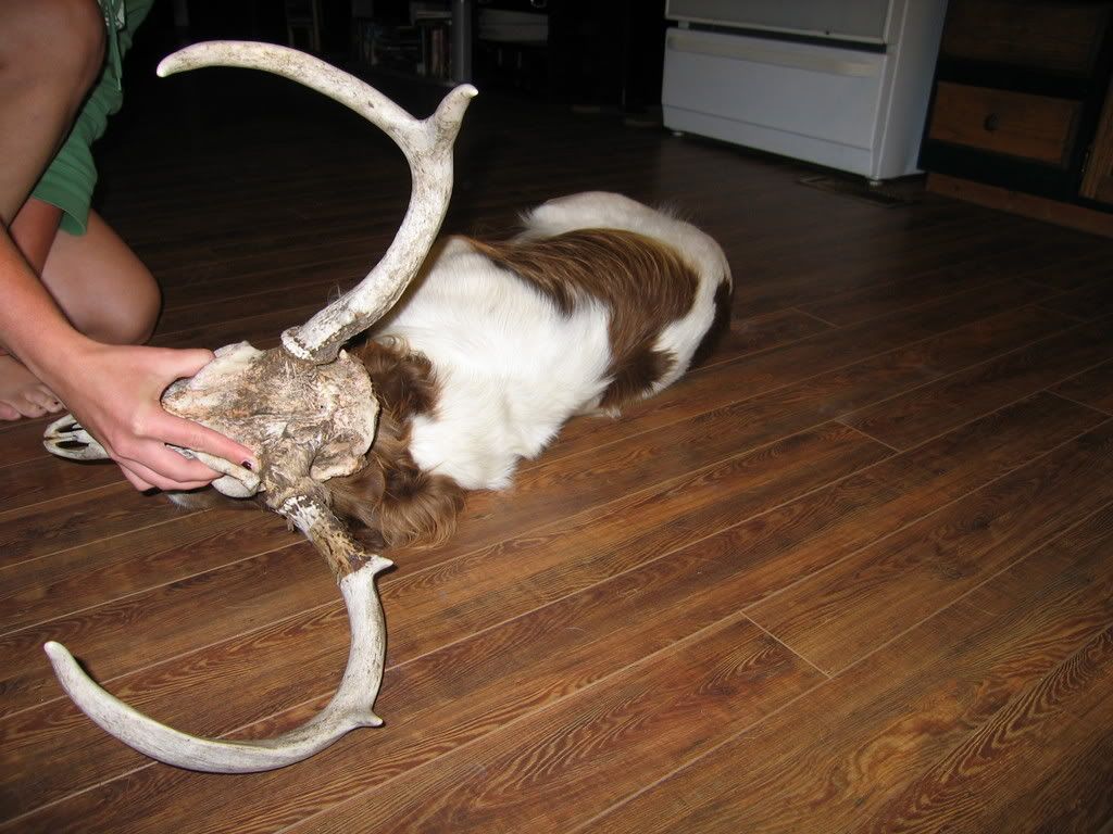 GunnutzBuckII.jpg