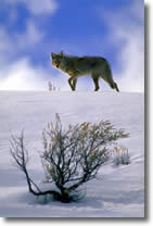 coyote.snow.jpg