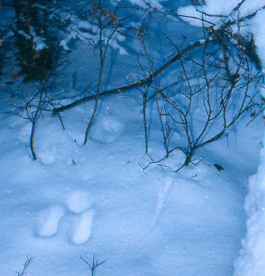 Tracks_zps29a06214.jpg