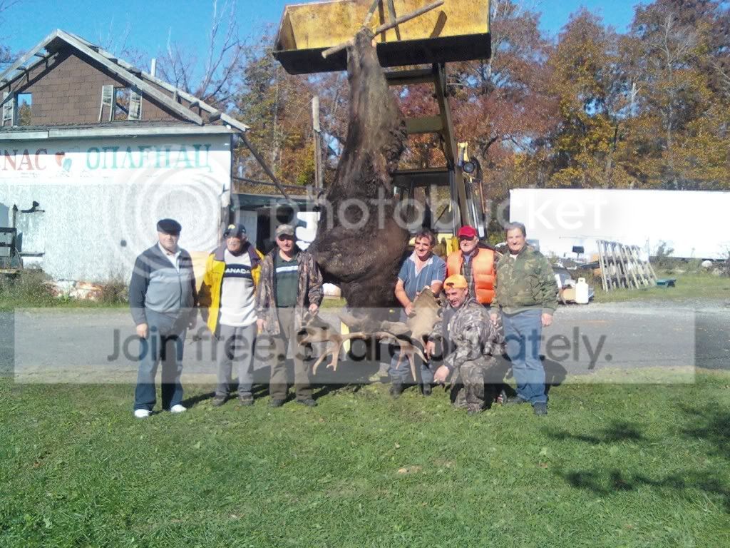 moose5.jpg