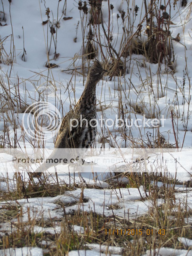 IMG_3099_zpsllg3wtud.jpg~original