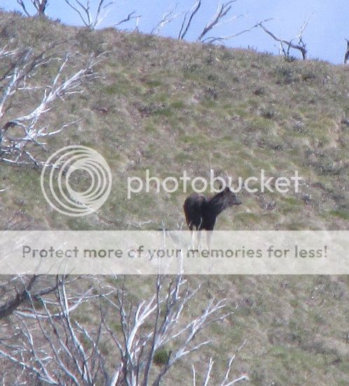 IMG_4158stagcrop.jpg~original