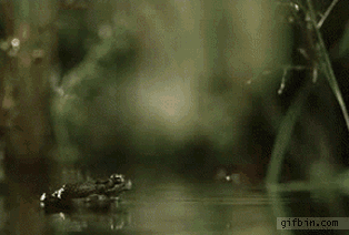 1292331421_fly-owns-frog.gif