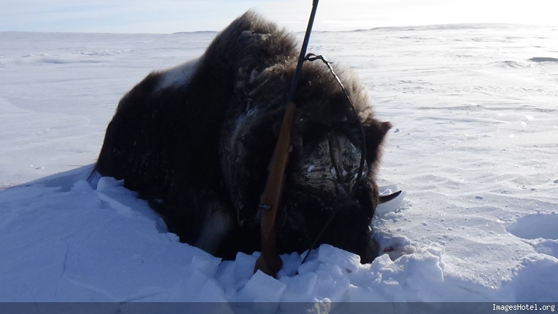 muskox1.jpg