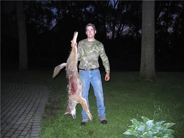springcoyote.jpg