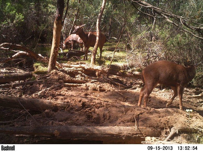PICT1149hinds.jpg~original