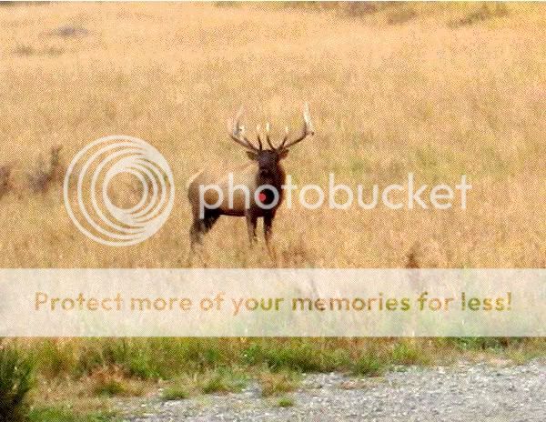 elkspot.jpg