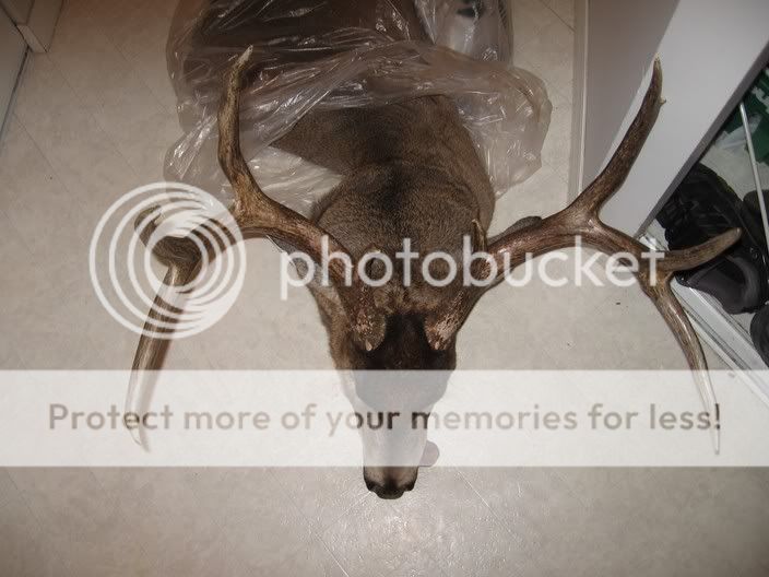 2005wmu337whitetail8.jpg