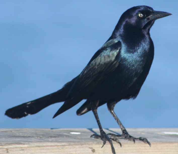 boat-tailed%20grackle%20male%20kure%20beach%20121205.JPG