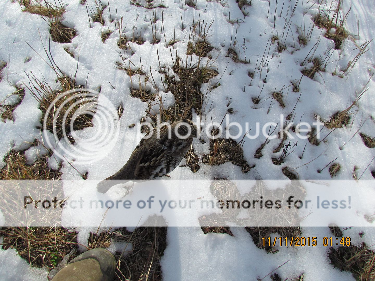 IMG_3126_zpseilcea7q.jpg~original