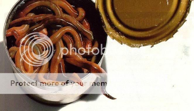 canofworms.jpg