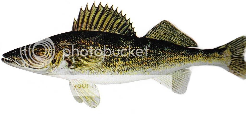 walleye.jpg