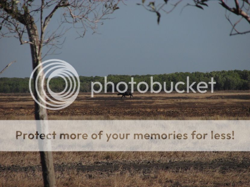 IMG_1348Bullonplains.jpg~original