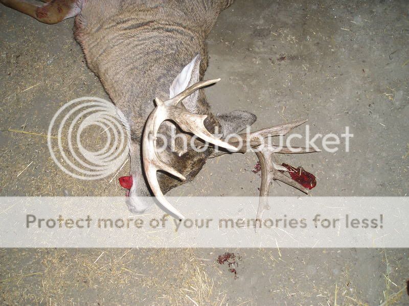 buck6.jpg