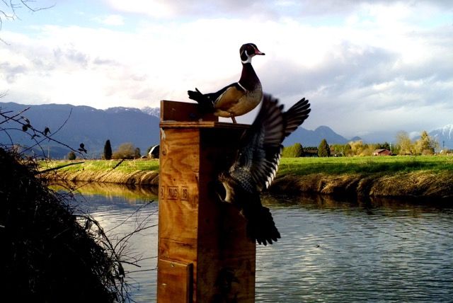 image_zpsnzytw7or.jpeg~original