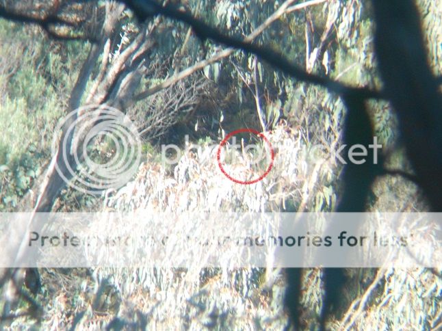 DSCN0417mongrel15-8.jpg~original