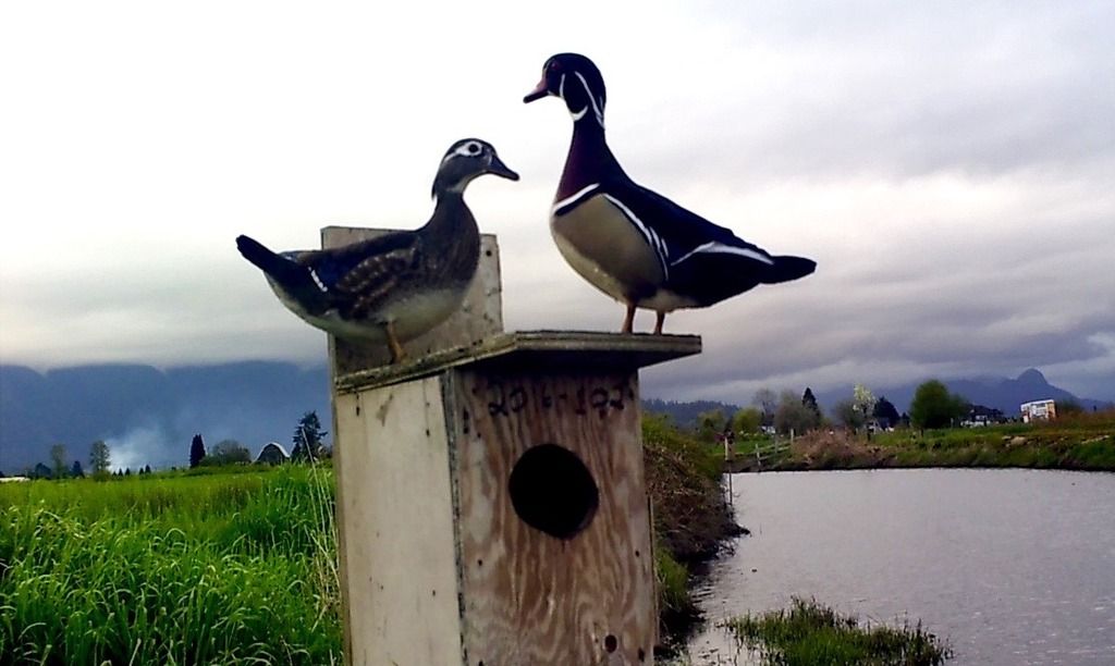 image_zpsopwb3qfm.jpeg~original