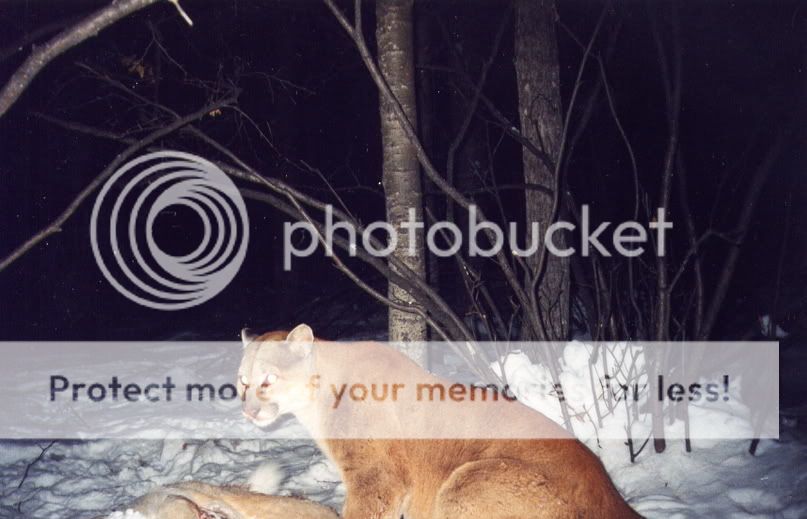 cougar4.jpg