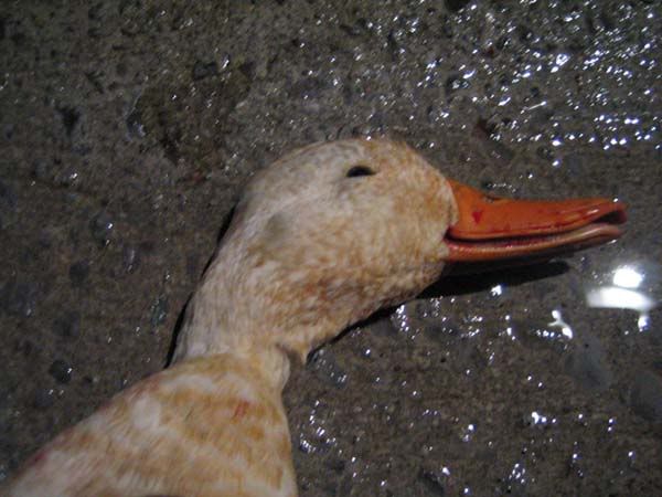 WhiteDuckCloseUp_LowRes.jpg