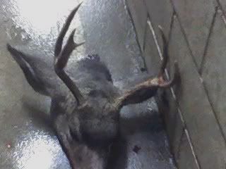 05muley.jpg