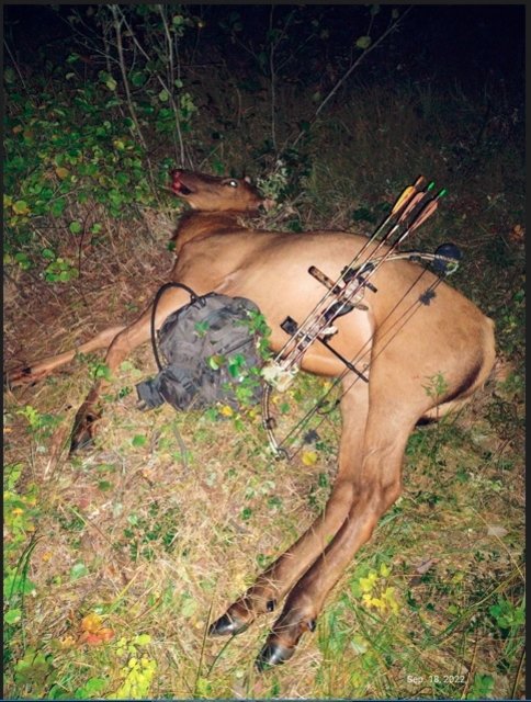 Elk-Cow-2.jpg