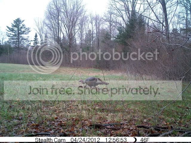 trailcam063.jpg