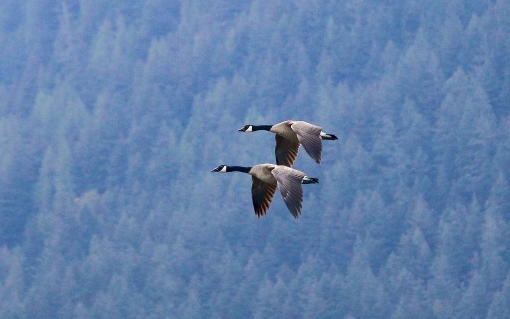 image_zpselfardio.jpeg~original