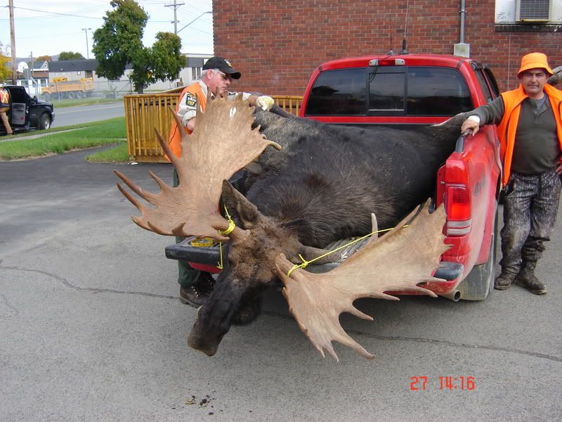 Moose_Pic1.jpg