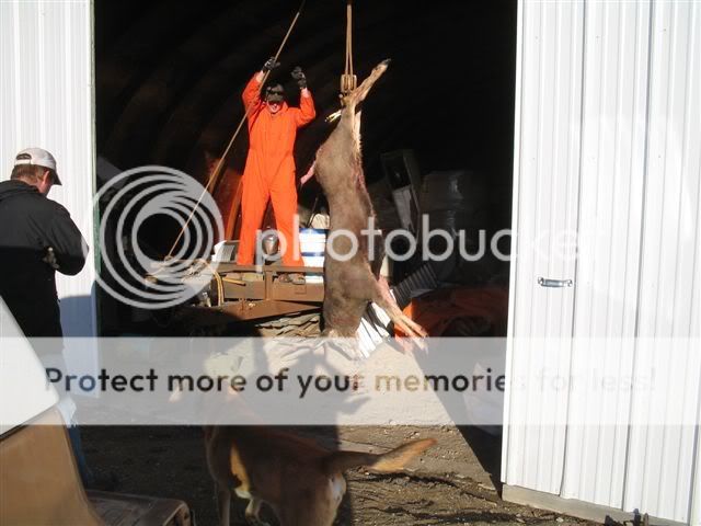 Hanging2006deer.jpg
