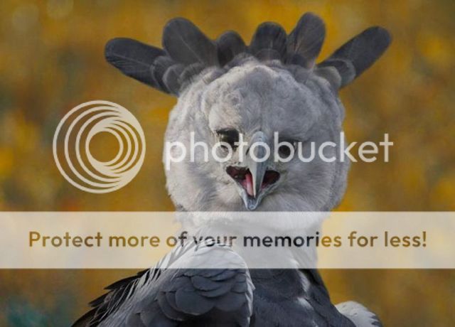 these_funny_animals_640_08.jpg