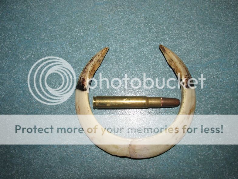 IMG_1607pigtusk35.jpg~original