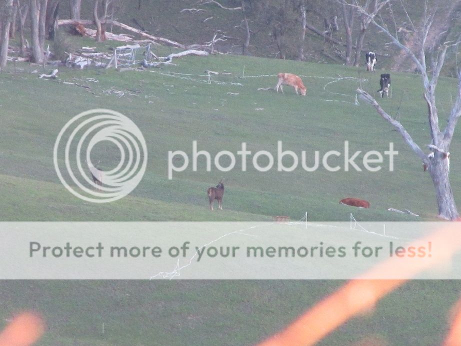 IMG_3809greenfringe.jpg~original