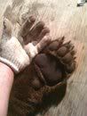 bear3.jpg