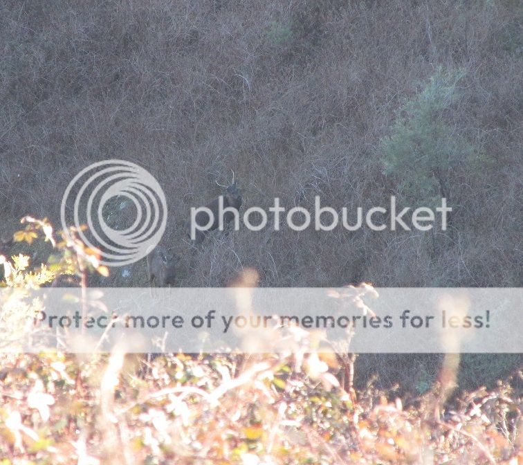 youngstag.jpg~original