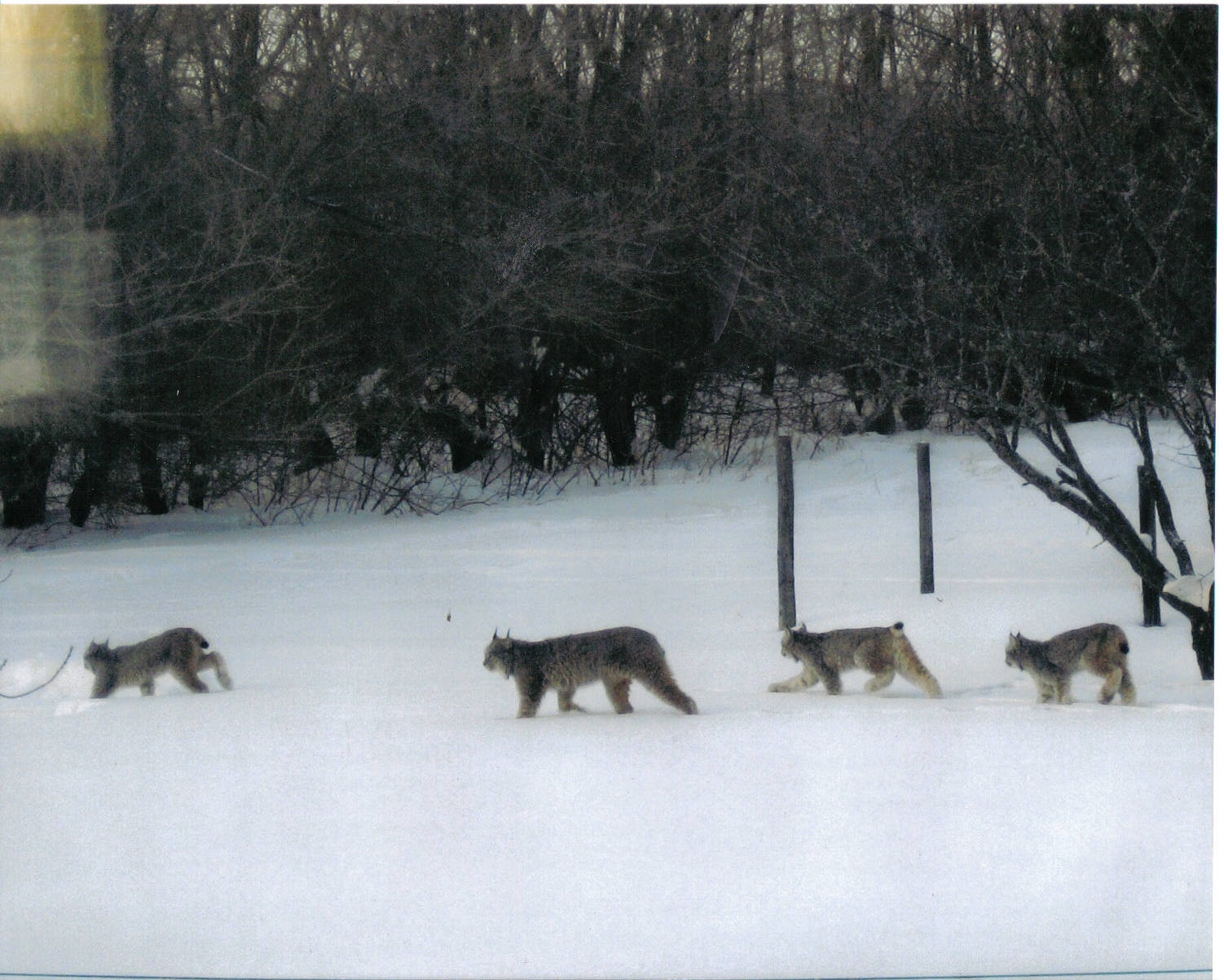 Lynx_family_Dauphin_Manitoba_Canada.JPG