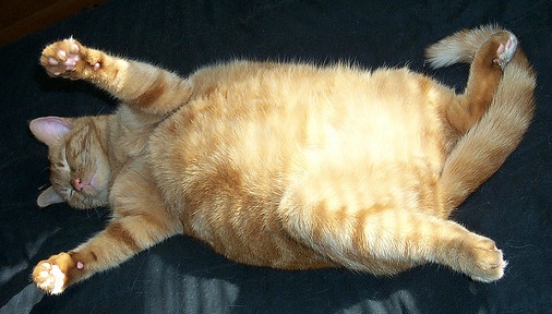 Big-Fat-Cat-.jpg