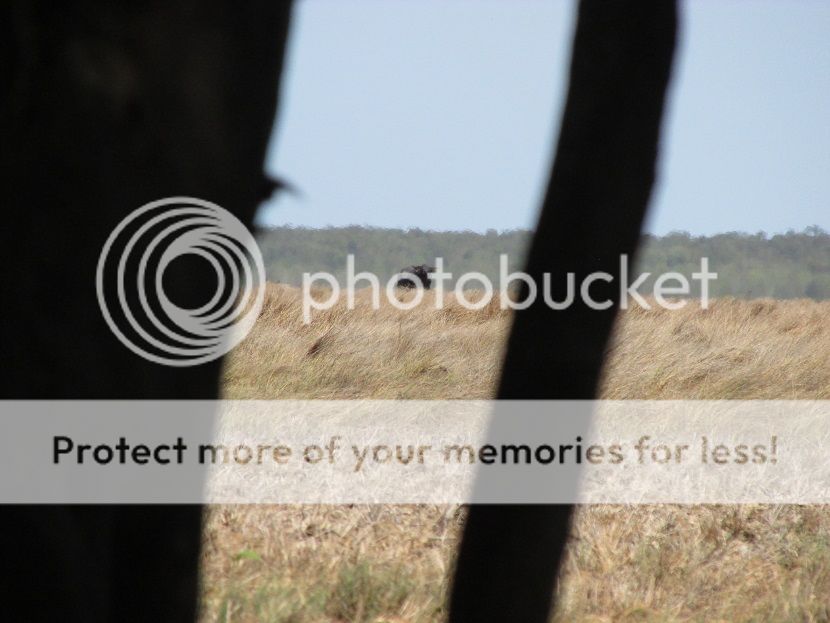 IMG_1257bull1.jpg~original